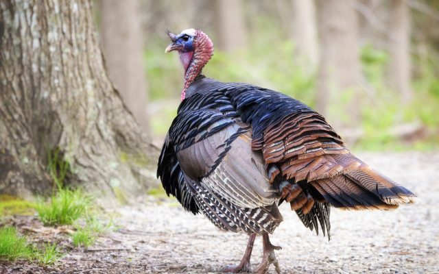 Do you have a Turkey Permit?