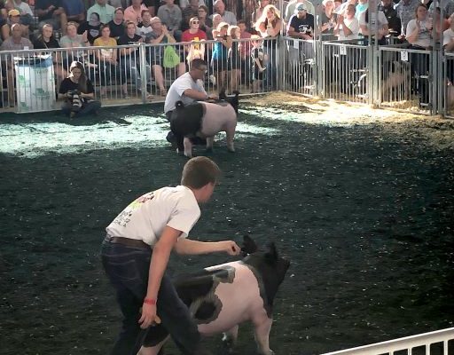 State Fair Hog Show Winner
