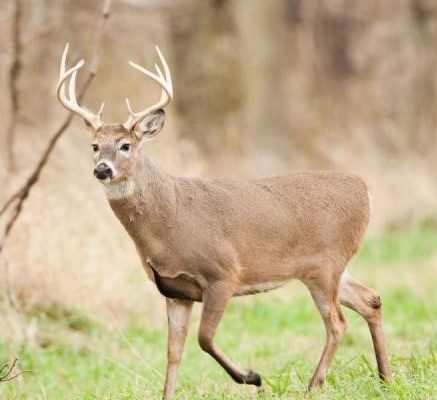 Department Of Conservation Hosts Deer Hunt For Kids This Fall