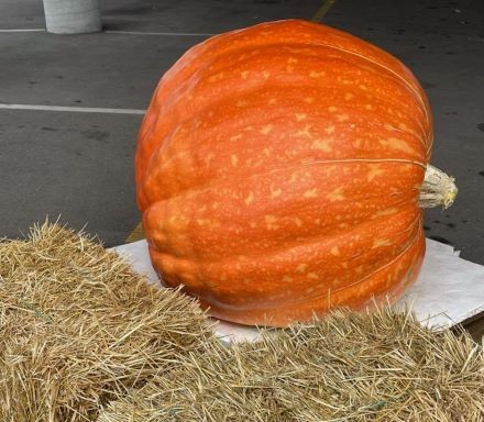 Giant pumpkin stops in Lebanon
