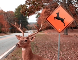 Mansfield Man Strikes Deer