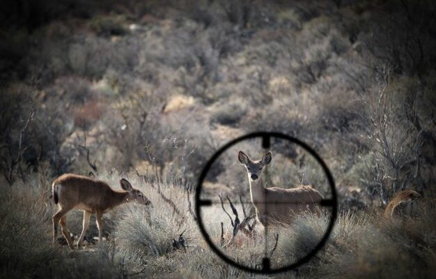 Deer Poachers Identified In Osage County