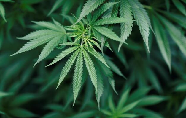 Marijuana grow arrest