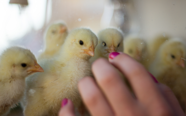 Avian influenza in a chicken flock in Webster County confirmed