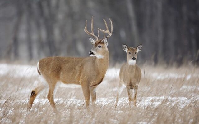 Deer hunters in Missouri harvested 93,355 deer during the opening weekend of the November