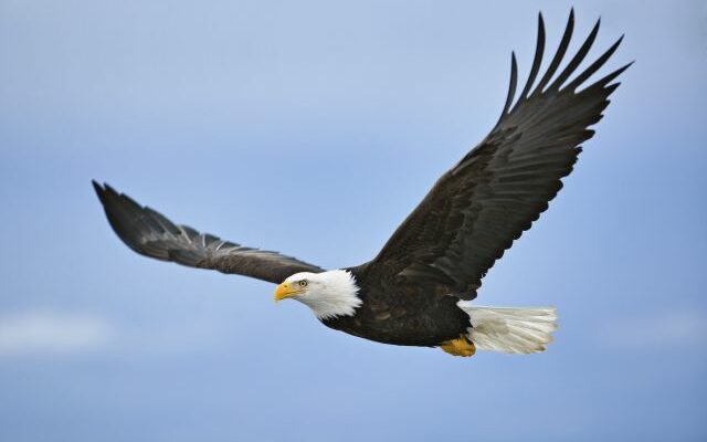 During the winter months, Missouri’s population of bald eagles swells to more than 2,500
