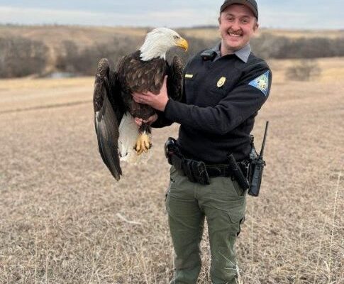 MDC Working on Bald Eagle Project