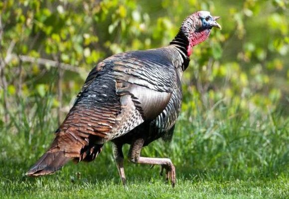 Free Turkey Hunting Workshop