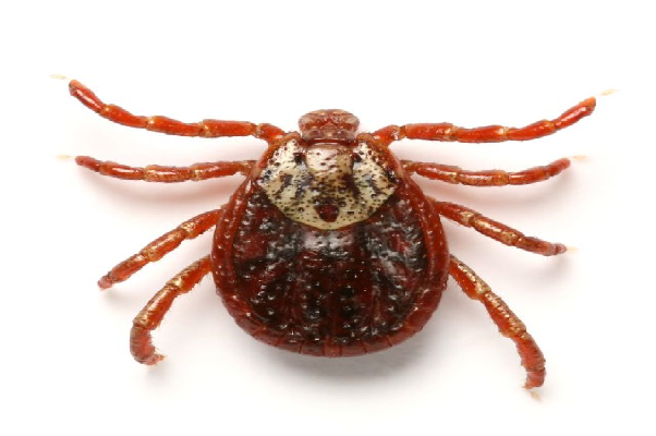 Tick bite can make you allergic to meat