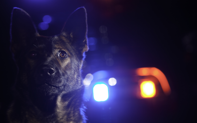 Crime Bill Would Help Protect Law Enforcement Animals
