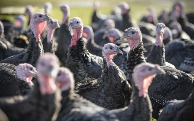 Today (Monday) is the first day of Spring turkey hunting season in Missouri