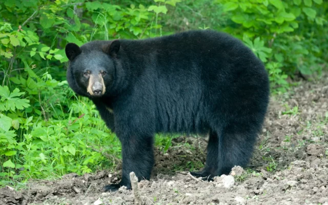 It Is Bear Season In Laclede County
