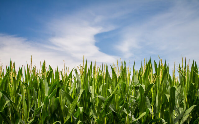 Corn Growers Need New Farm Bill