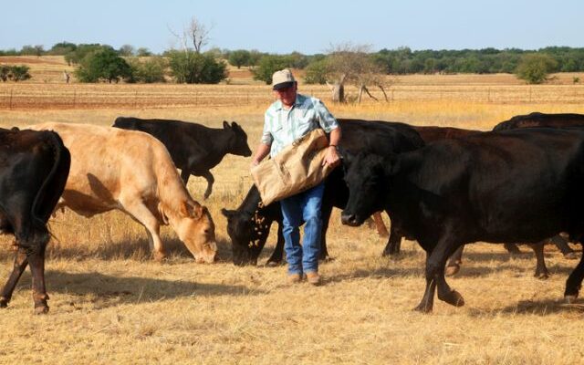 Widespread selloffs or slaughter of livestock in Missouri
