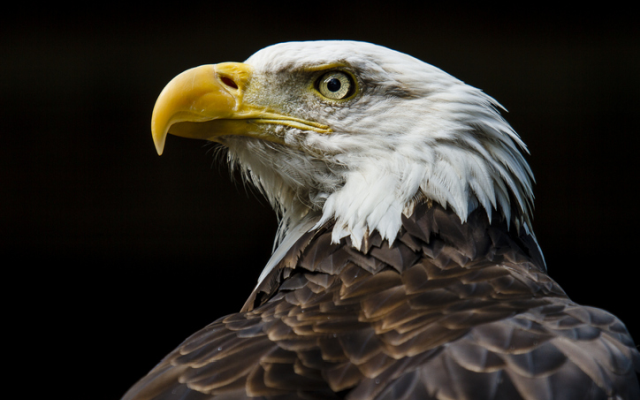 Annual Eagle Count Takes Place Wednesday In Pulaski County