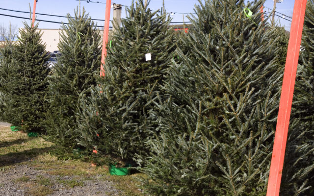 Free Christmas Trees Get Distributed Friday and Saturday At Fort Leonard Wood