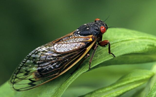 Billions of cicadas are expected to buzz across the Show-Me State this month
