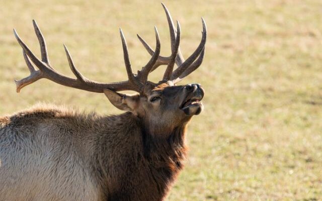 Should they add a limited antlerless-elk hunting season?